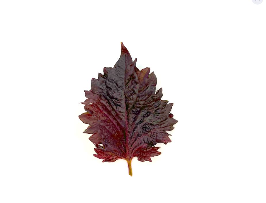 Garnish- Fleur - Shiso Pourpre - 200 feuilles