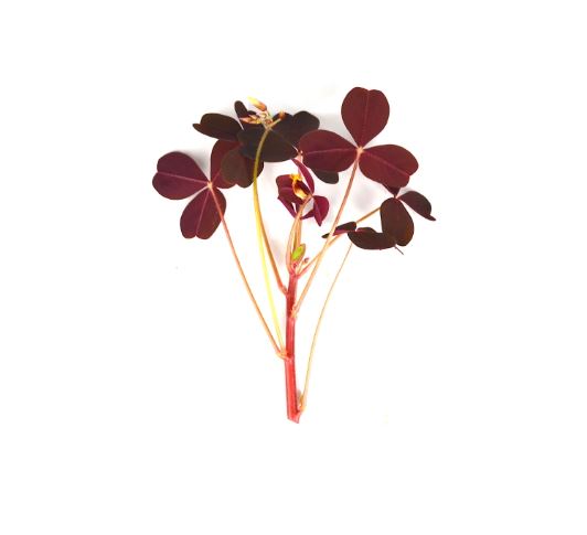 Garnish- Fleur - Oxalis Pourpre - 200 feuilles