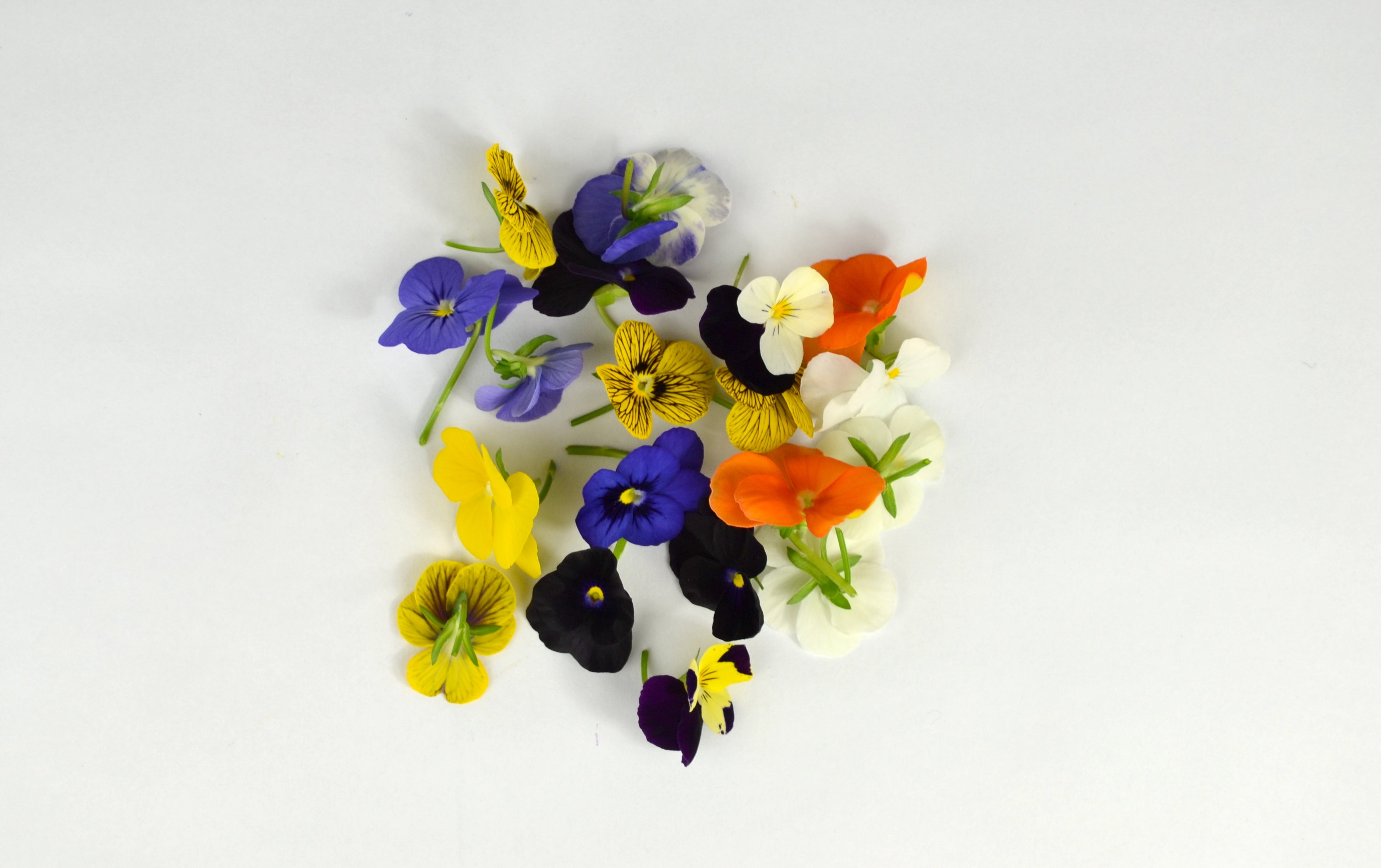 Garnish - Fleurs de Pensée - mélange -200 feuilles