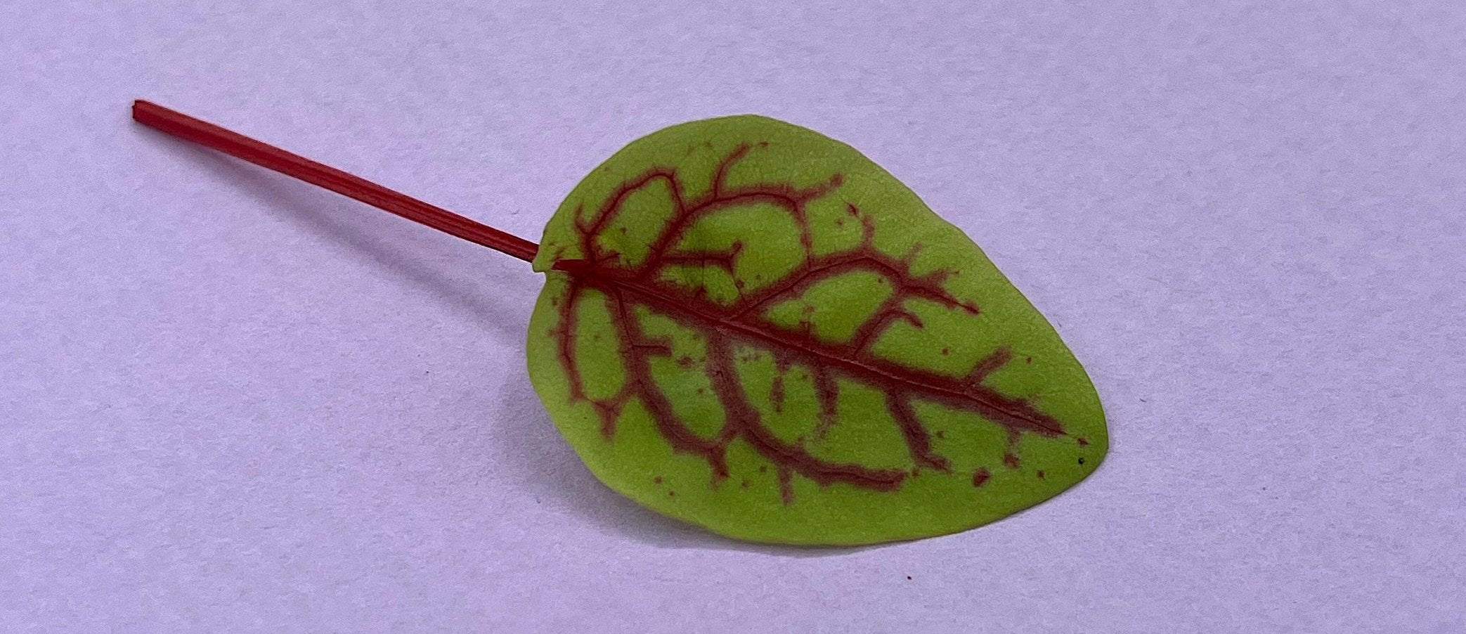 Garnish- Fleurs - Oseille Veinée - 200 feuilles