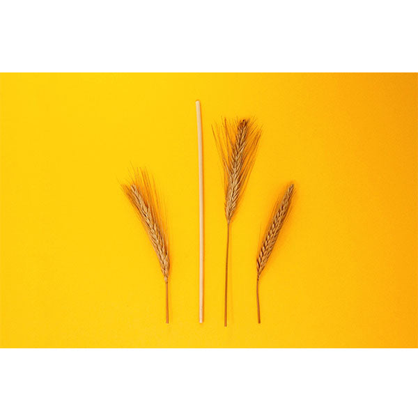 Pailles jetables - Blé - 14,5cm x 3 à 4mm - x500 -